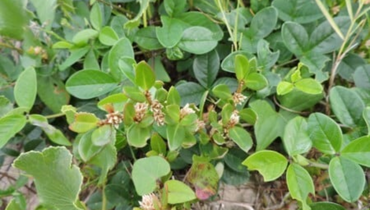 Pesquisa Confirma Ação Anti-inflamatória do Periquito-da-praia