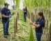 Cultivo de Cana de Açúcar em Plantação Agrícola