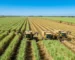 Cultivo de Cana de Açúcar em Plantação Agrícola