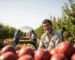 Cultivo de Frutas no Campo com Foco em Qualidade e Sabor