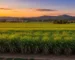 Plantação de Cana de Açúcar para Produção Agrícola