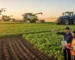 Top Tendências em Maquinário Agrícola para Inovações e Oportunidades
