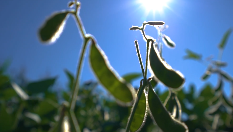 Chuvas Irregulares Freiam Semeadura de Soja no País - Imagem do artigo original