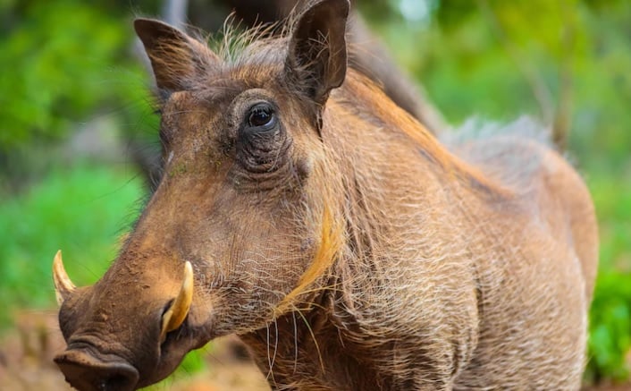 Espanha Mobiliza Exército Após Casos De Peste Suína Em Javalis - Imagem do artigo original