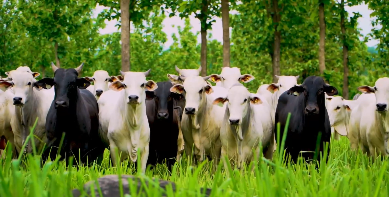 Produtores Adotam Manejo Rotacionado para Cortar Custos - Imagem do artigo original