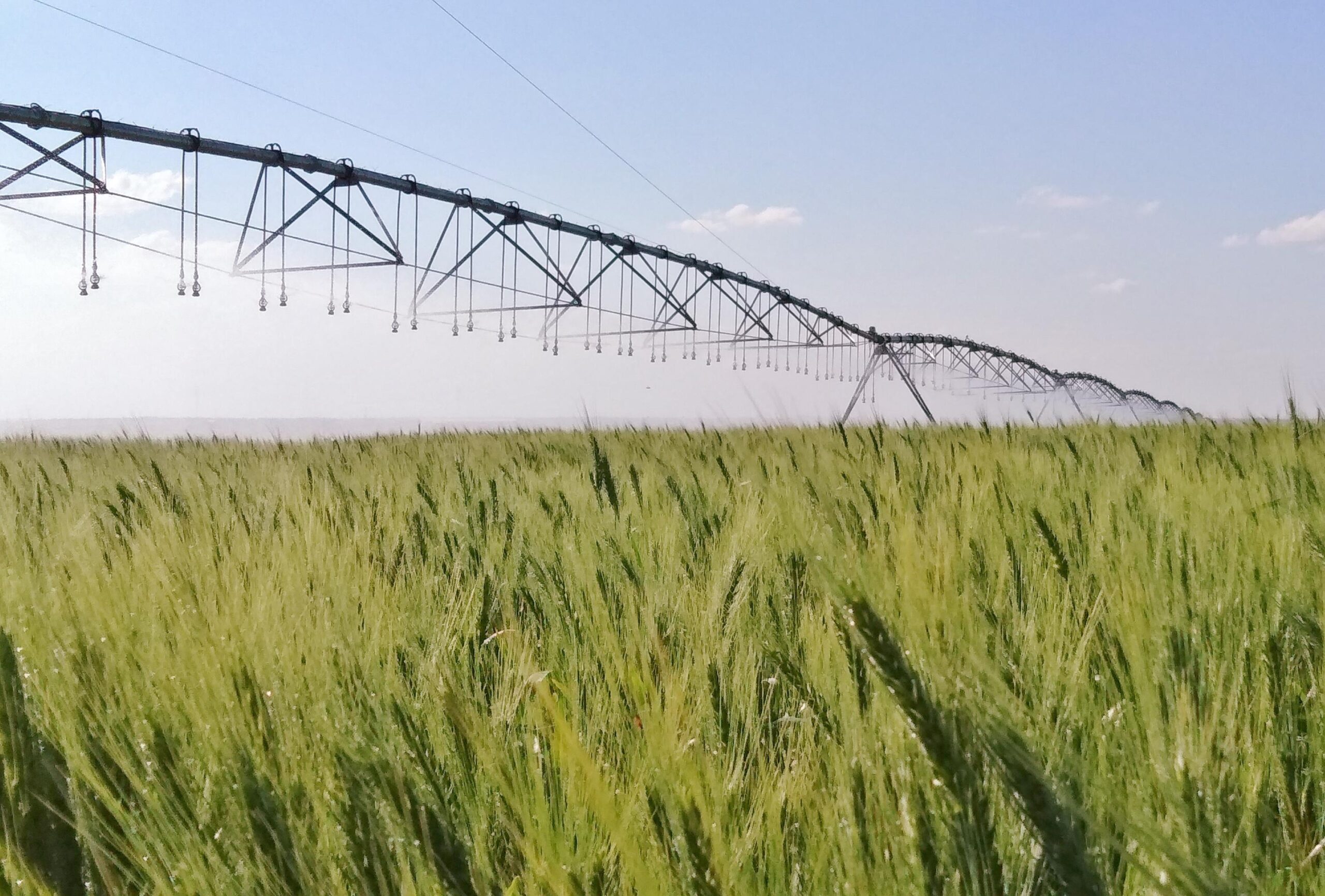 Irrigação Correta Reduz 50% das Emissões de Trigo no Cerrado - Imagem do artigo original