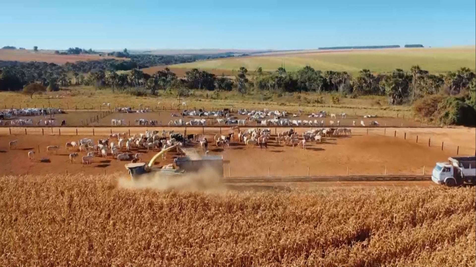 Consórcio de Milho e Braquiária Otimiza Silagem - Imagem do artigo original