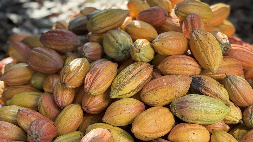 Indústria de Cacau Prevê Superávit de 305 mil t em 2025/26 - Imagem do artigo original