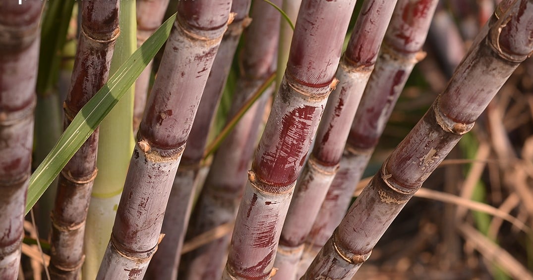 Etanol Sobe em SP e Açúcar Fecha Novembro com Recuo - Imagem do artigo original