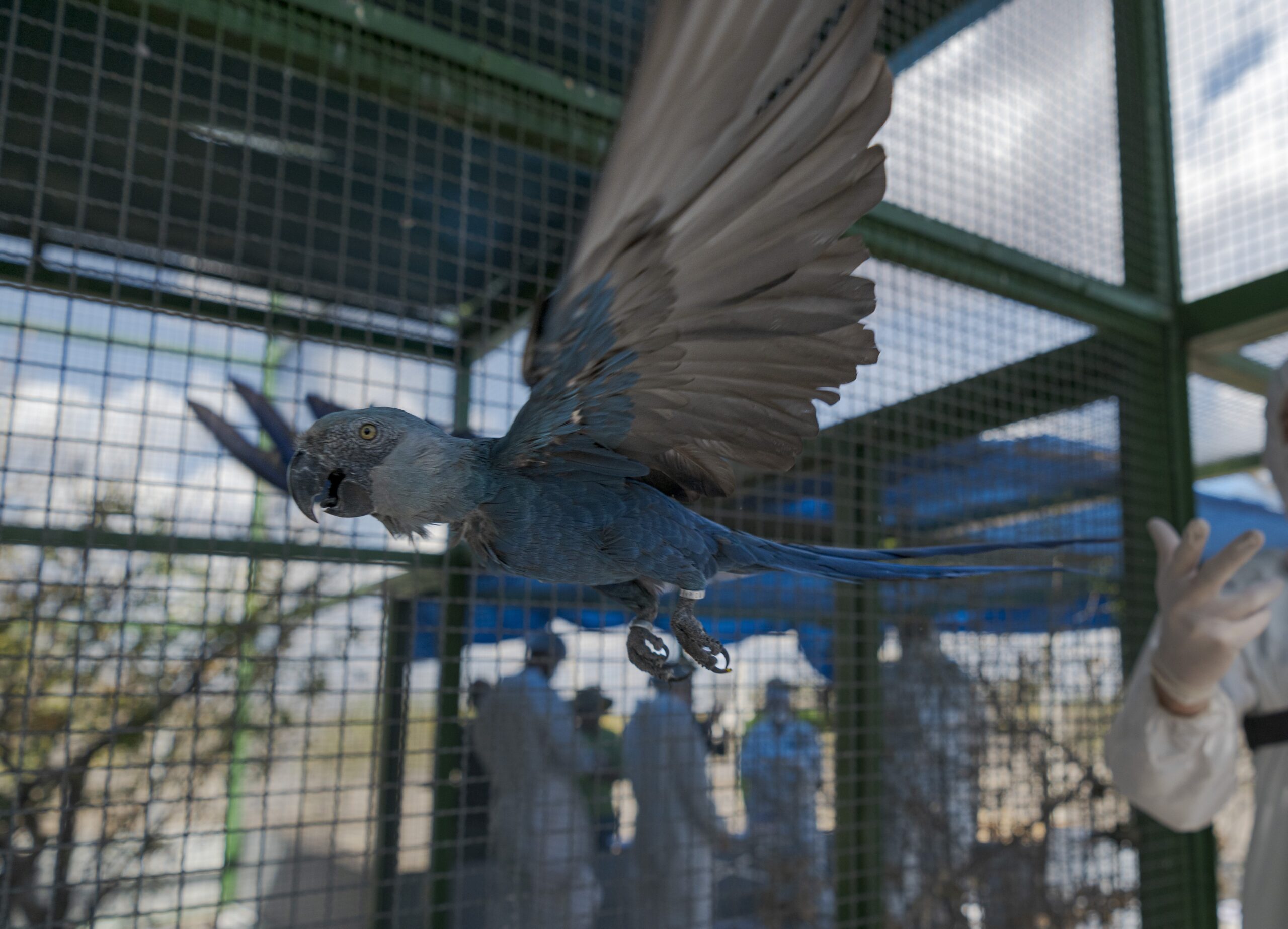 Criadouro Questiona Laudo de Circovírus em Ararinhas-Azuis - Imagem do artigo original