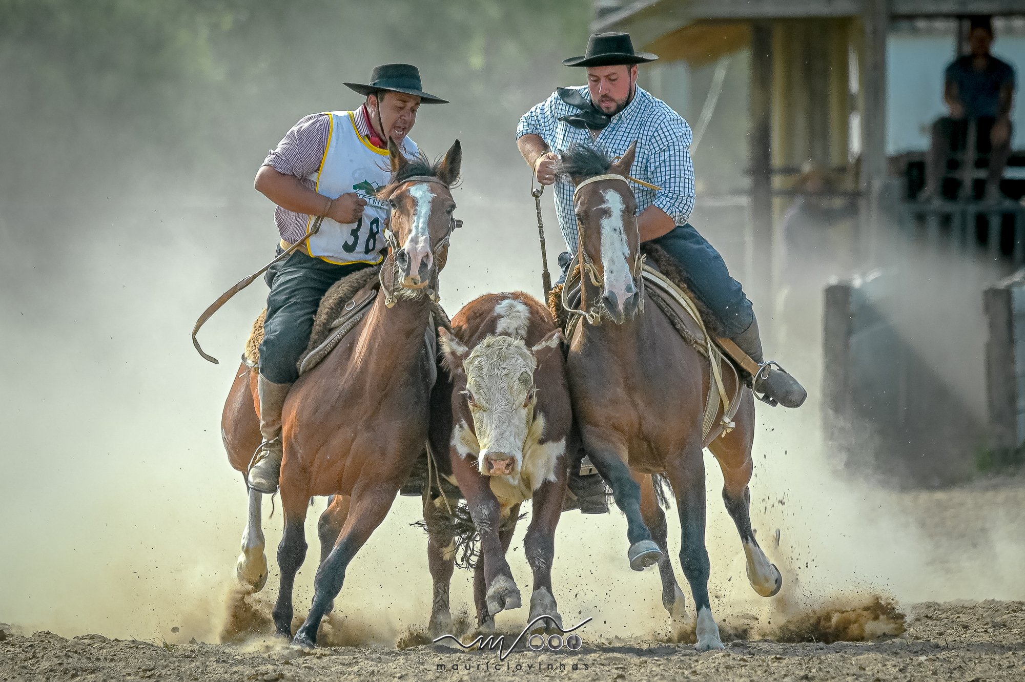 Cavalo Crioulo Gera R$5,36 Bi e Mira Expansão - Imagem do artigo original