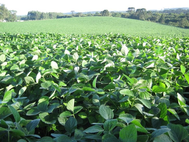 SC Regula Autorizações Excepcionais Para Plantio de Soja - Imagem do artigo original