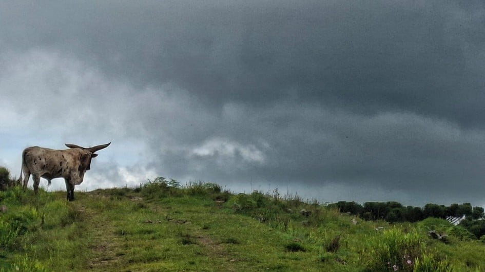 Gado Franqueiro Gaúcho Enfrenta Risco de Extinção - Imagem do artigo original