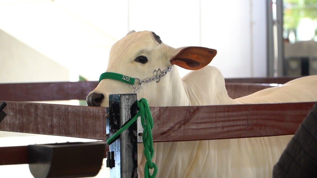 Leilão Nelore da Mônica Leva Gado à Faria Lima - Imagem do artigo original