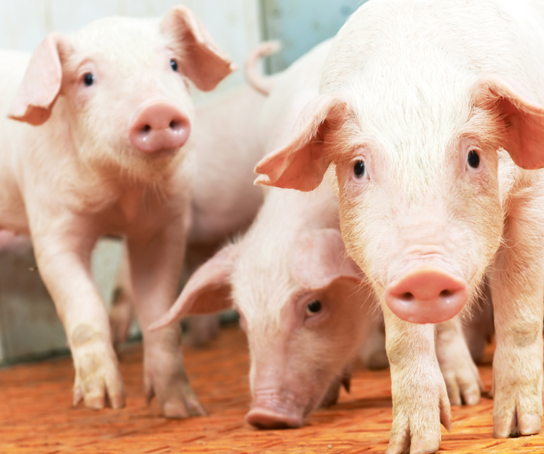 Malásia Suspende Importação de Suínos da Espanha - Imagem do artigo original
