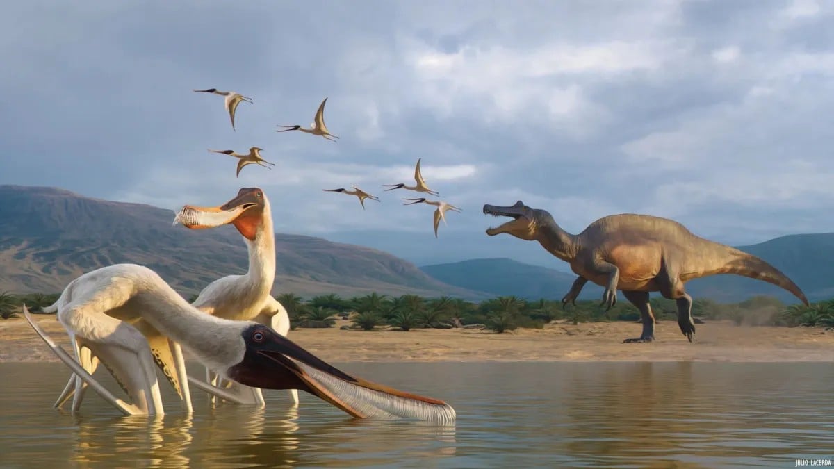 Vômito Fossilizado Indica Novo Pterossauro no Araripe - Imagem do artigo original