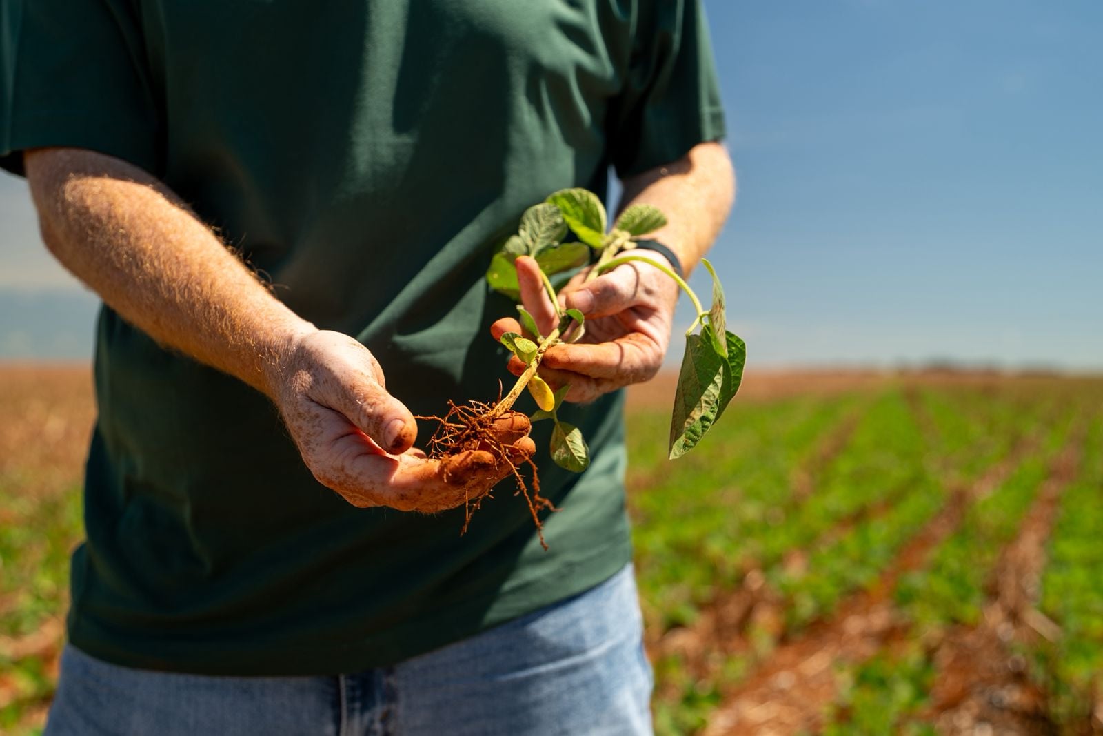 Soja Fecha Semana Com Mercado Parado no Brasil - Imagem do artigo original