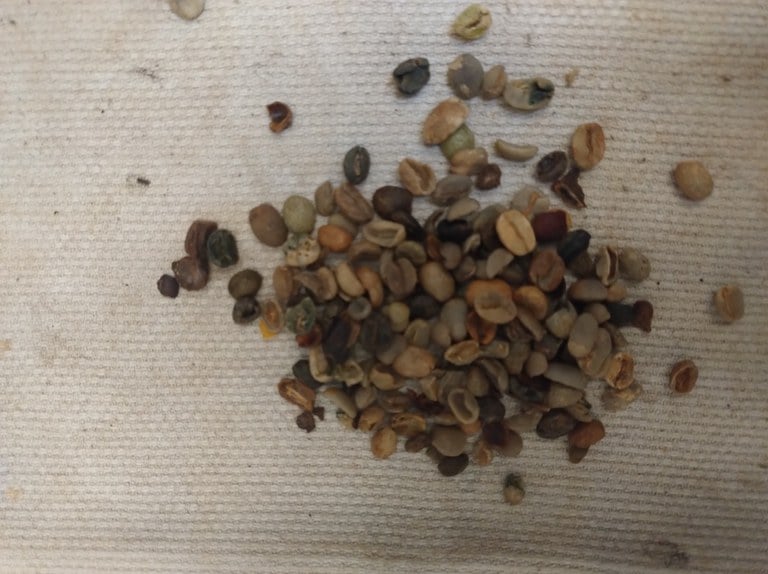 Mapa Apreende 4,2 Toneladas de Casca Usada para Adulterar Café - Imagem do artigo original