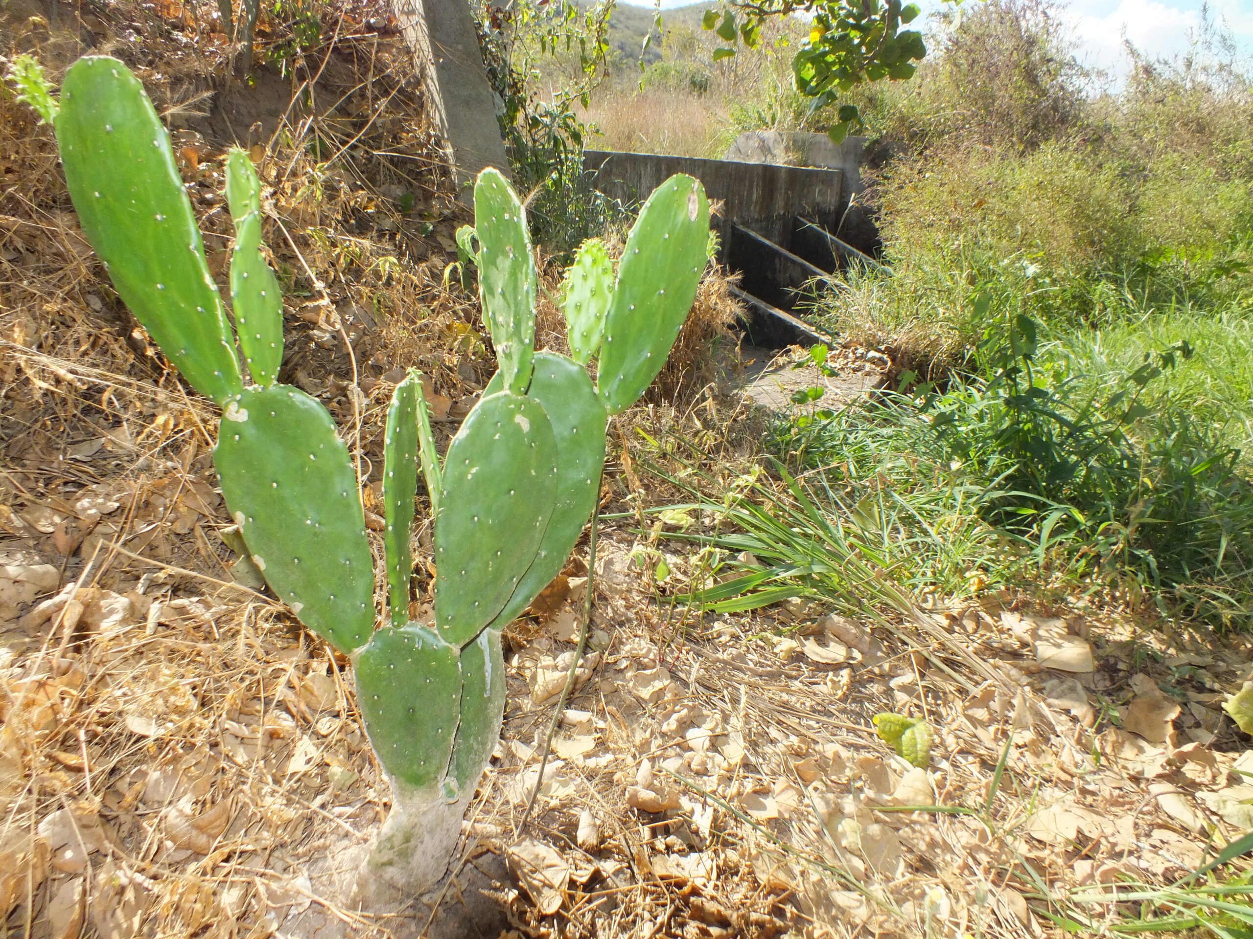 App GuardeÁgua Orienta Barragens Subterrâneas no Semiárido - Imagem do artigo original