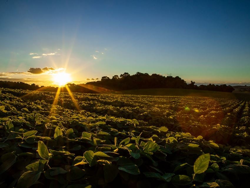 USDA reduz projeção para safra global de soja 2025/26 - Imagem do artigo original
