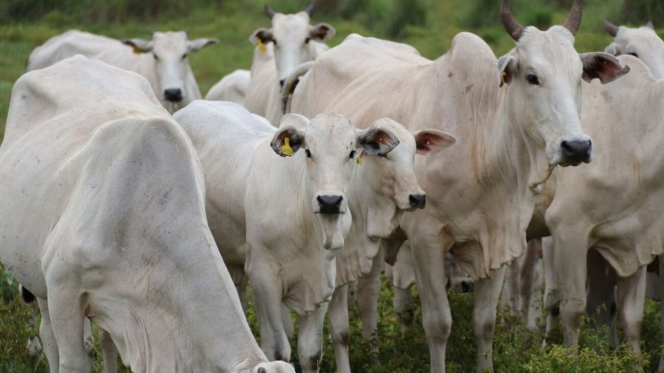 Prazo Para Atualizar Rebanhos Termina em 15 de Dezembro