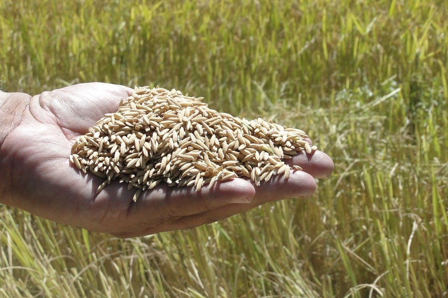 Governo Autoriza Leilões da Conab para Arroz e Trigo - Imagem do artigo original