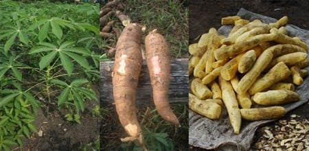 Diferenças Entre Macaxeira e Mandioca Brava no Amazonas - Imagem do artigo original