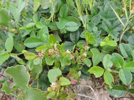 Pesquisa Confirma Ação Anti-inflamatória do Periquito-da-praia - Imagem do artigo original