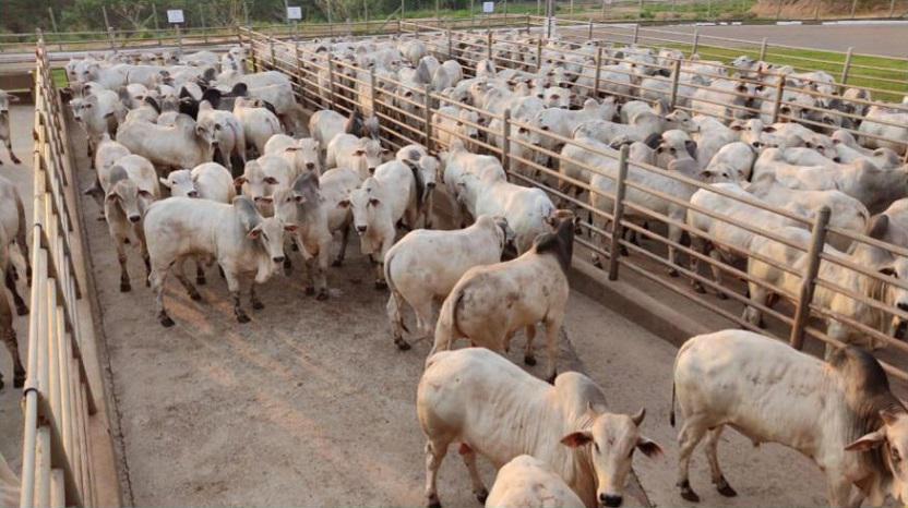 Circuito Nelore de Qualidade Bate Recorde Histórico em 2025 - Imagem do artigo original