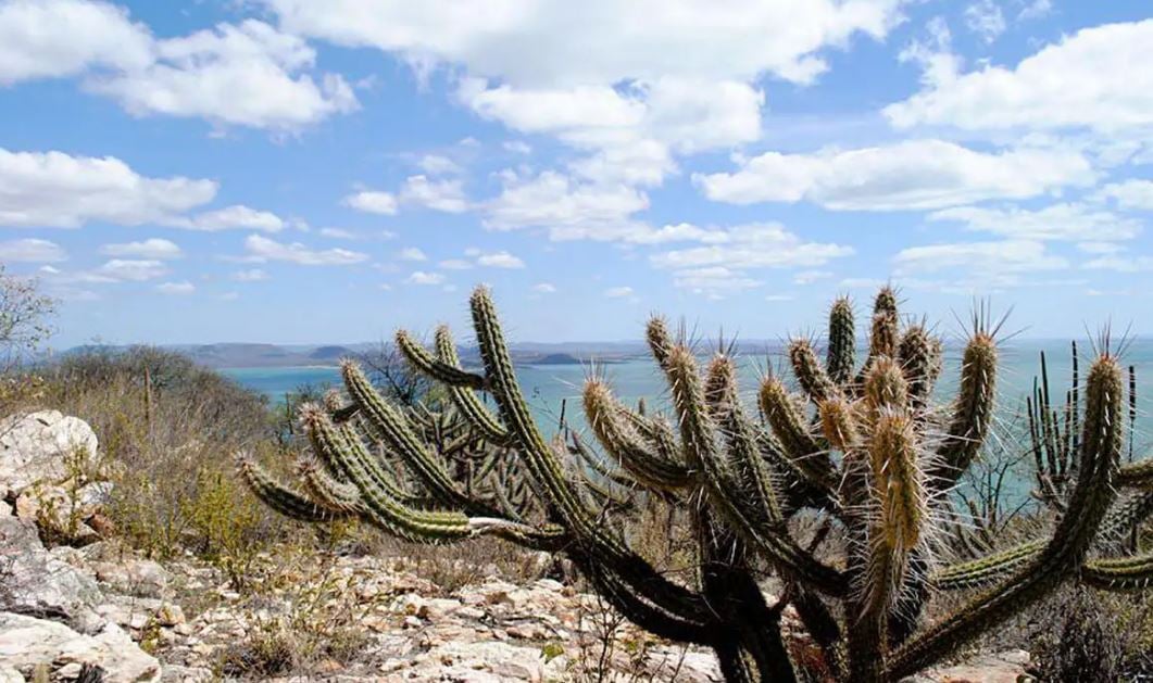 Governo Planeja Recuperar 10 Mi de Hectares da Caatinga - Imagem do artigo original