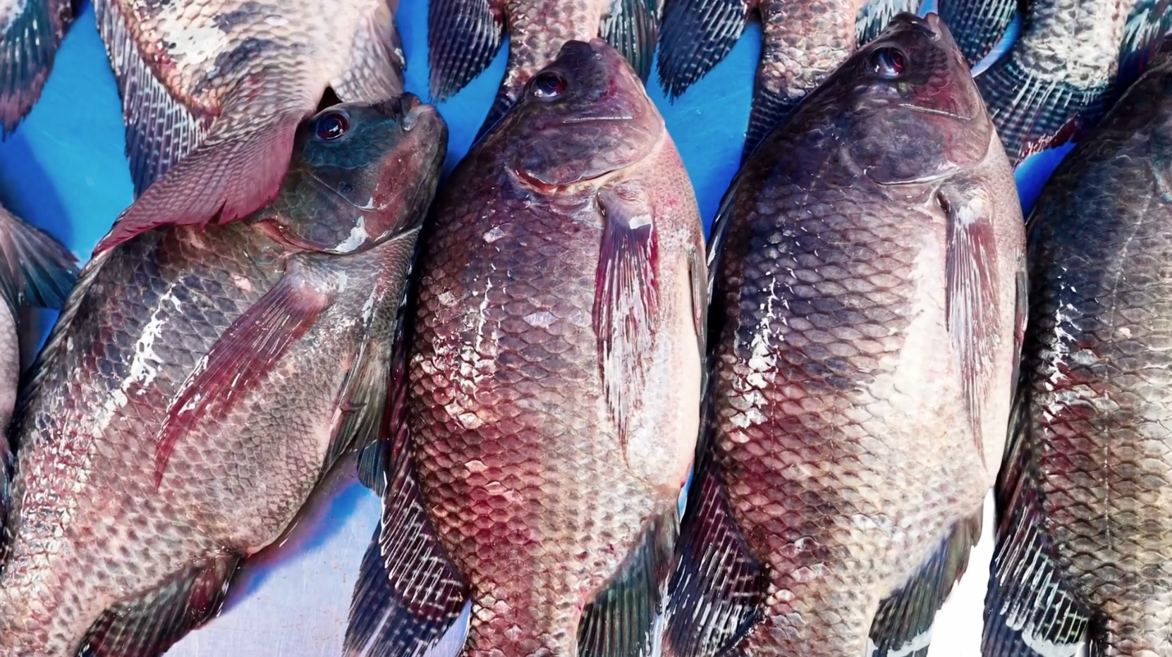 Santa Catarina Proíbe Tilápia do Vietnã por Risco Sanitário - Imagem do artigo original