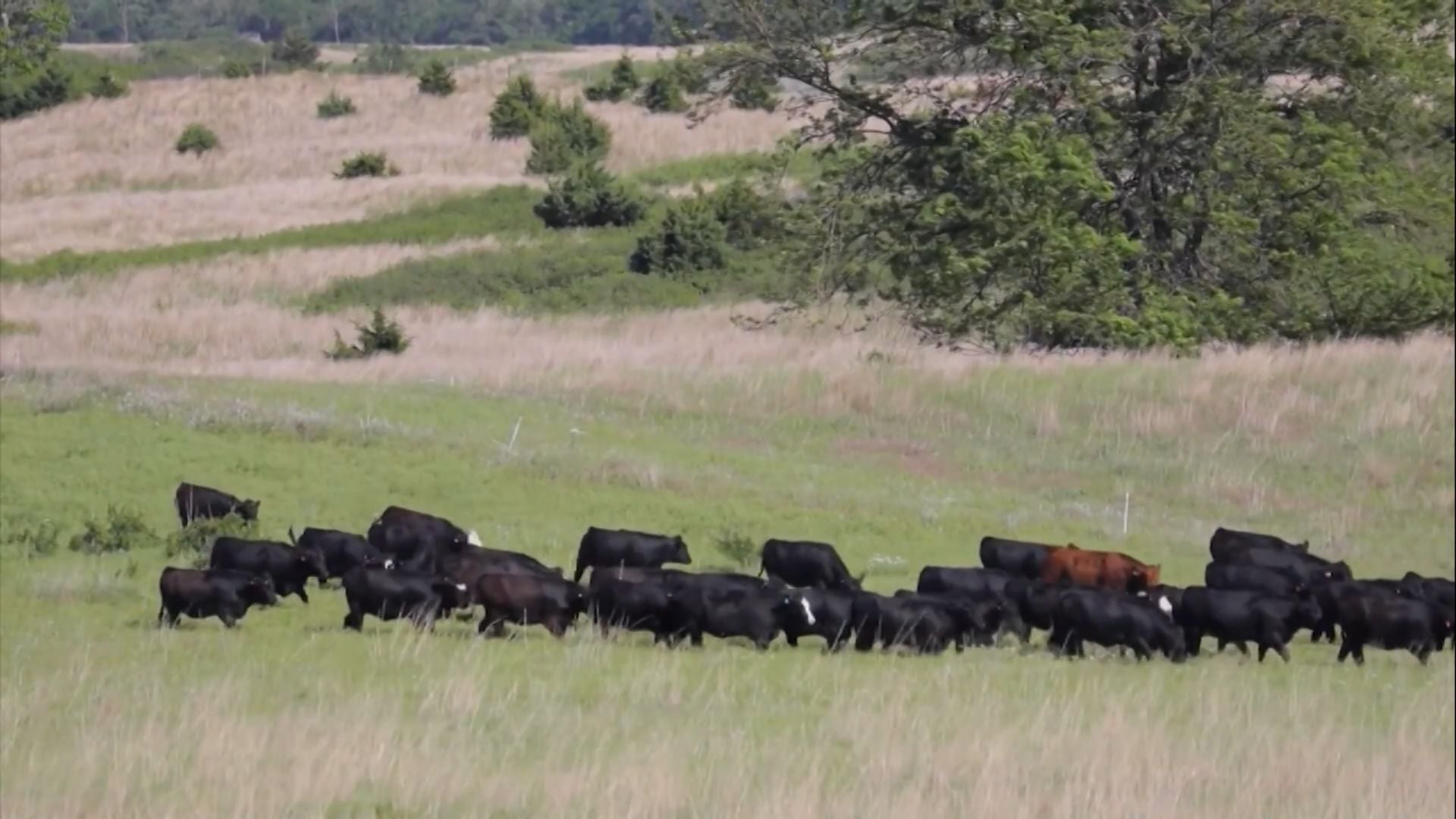 Beef on Dairy Eleva Lucro de Fazendas de Leite no Brasil - Imagem do artigo original