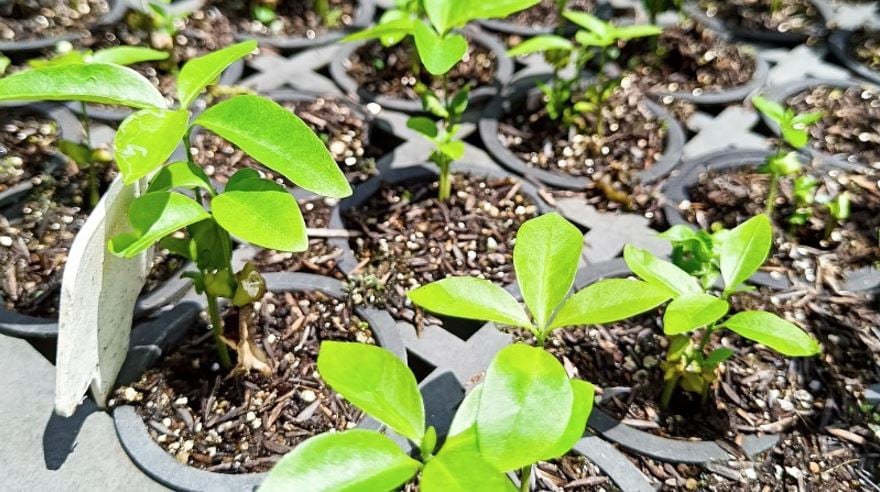 Imagem do artigo original