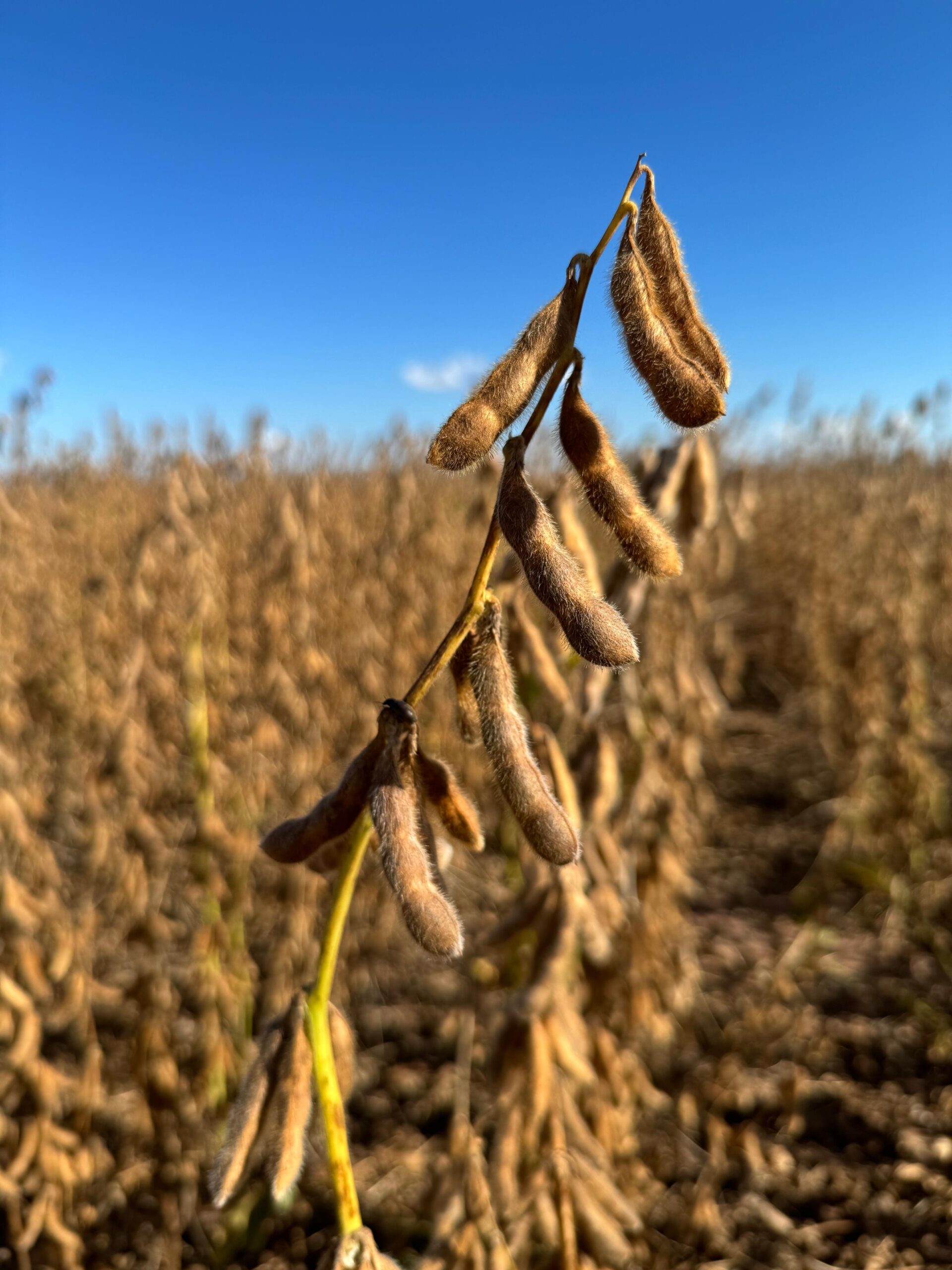 Compras Chinesas de Soja dos EUA Baixam Cotações em Chicago - Imagem do artigo original