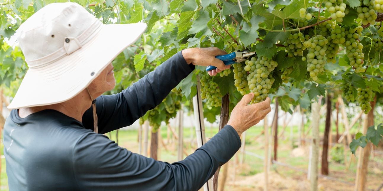 Emater Goiás Aponta Cinco Variedades de Uva para o Cerrado - Imagem do artigo original