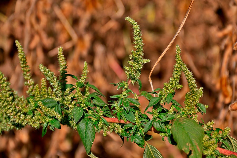 Caruru Resistente a Herbicidas Ameaça Soja, Milho e Algodão - Imagem do artigo original