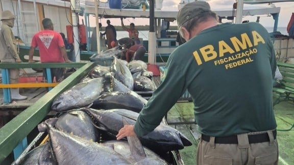 Ibama Apreende 2 t de Pescado e Aplica R$ 122 mil em Multas - Imagem do artigo original