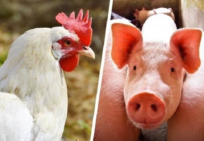 Custos de Produção de Frango e Suíno Sobem em Novembro - Imagem do artigo original