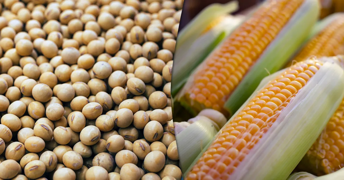 Exportação De Soja Bate Recorde e Milho Sustenta Receita - Imagem do artigo original