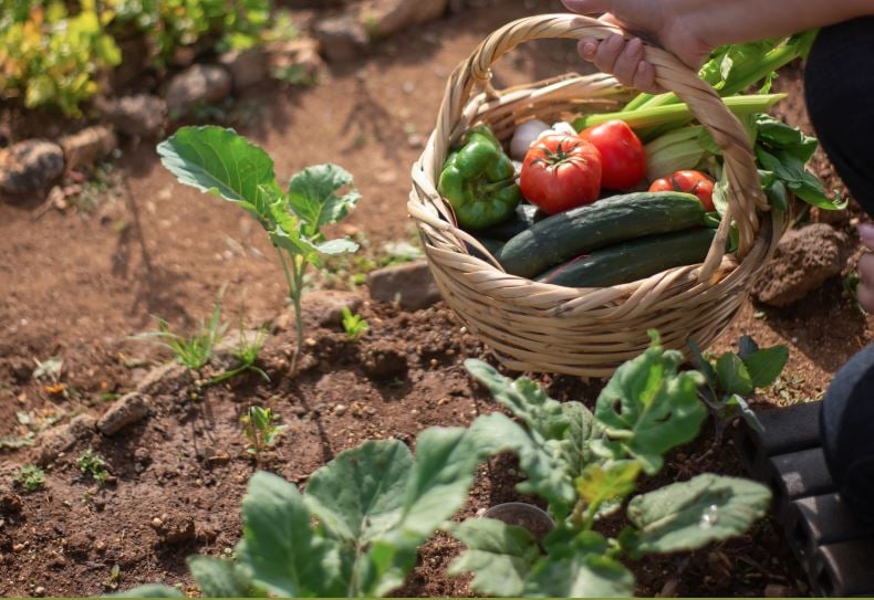 Imagem do artigo original