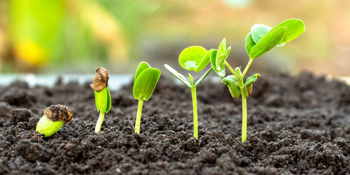Mercado Nacional de Bioinsumos Fatura R$ 4,3 Bi em 2025 - Imagem do artigo original