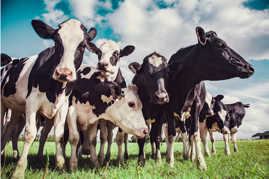 Mastite Gera Prejuízo de R$ 1,2 Mil por Vaca - Imagem do artigo original