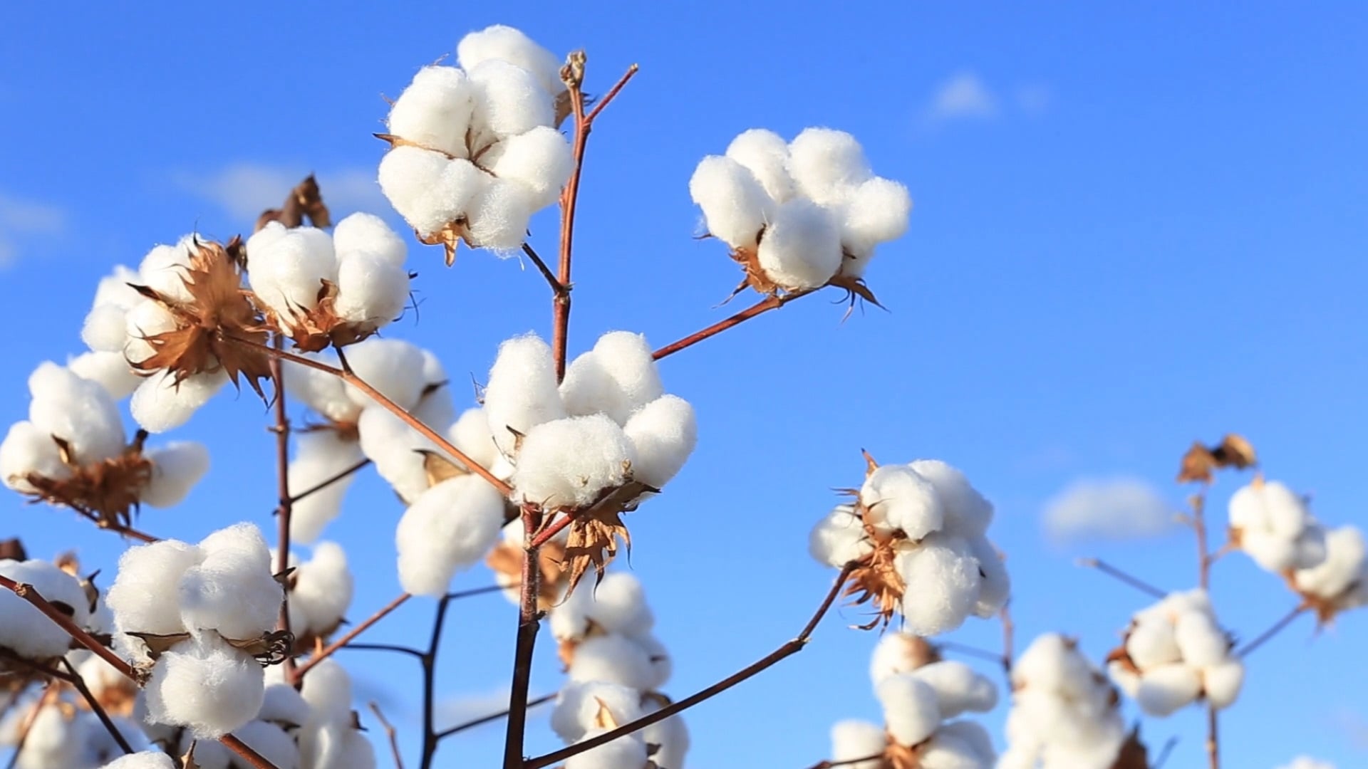 Safras Prevê Queda de 8% na Produção de Algodão em 2026 - Imagem do artigo original