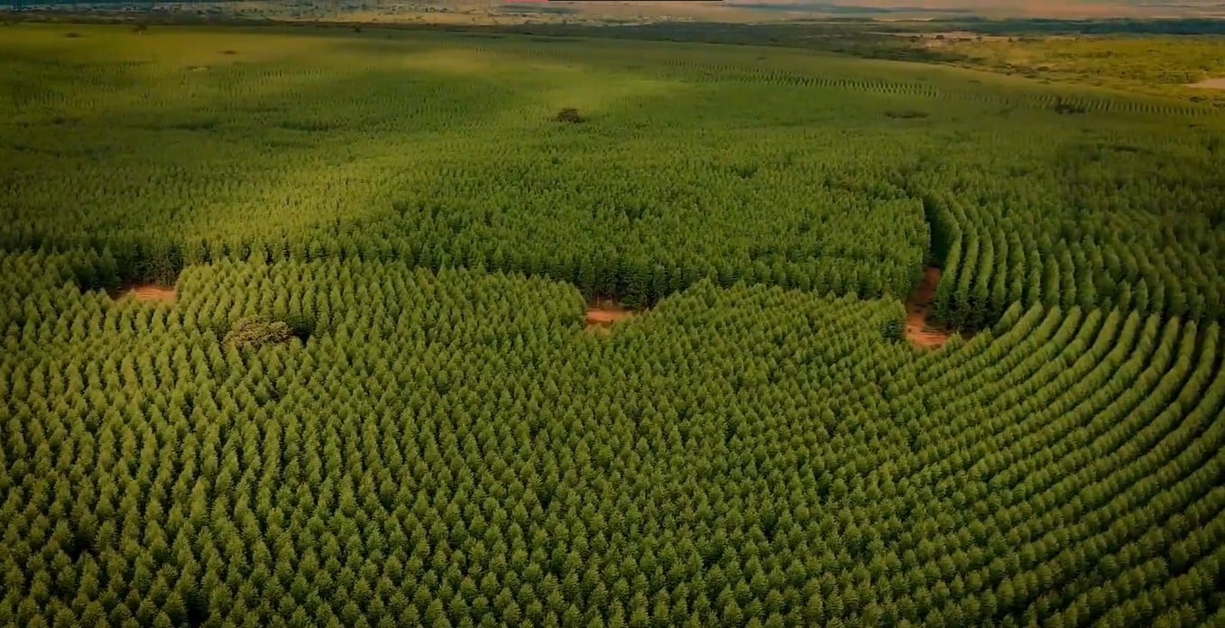 Eldorado Brasil Testa Clones de Eucalipto Mais Resistentes - Imagem do artigo original