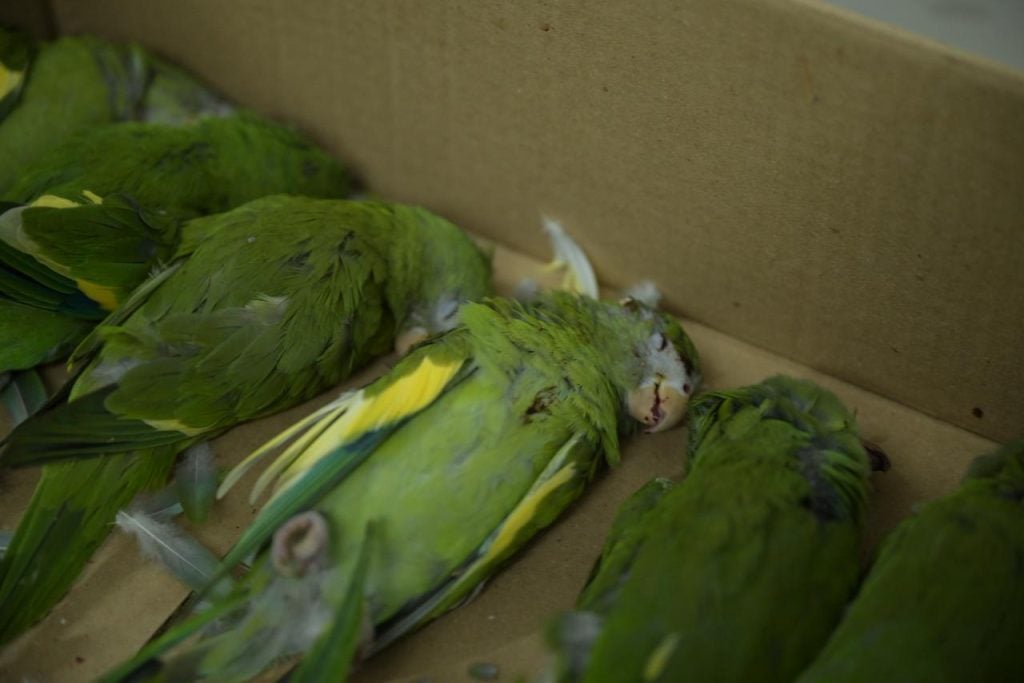 Caminhão Atropela Periquitos e Deixa Mortos em Manaus - Imagem do artigo original