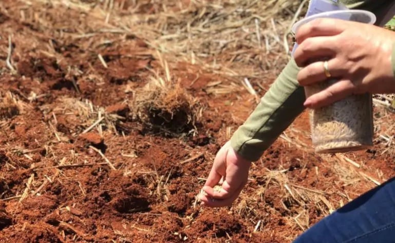 Safras Prevê Queda na Área e na Produção de Arroz em 2025/26 - Imagem do artigo original