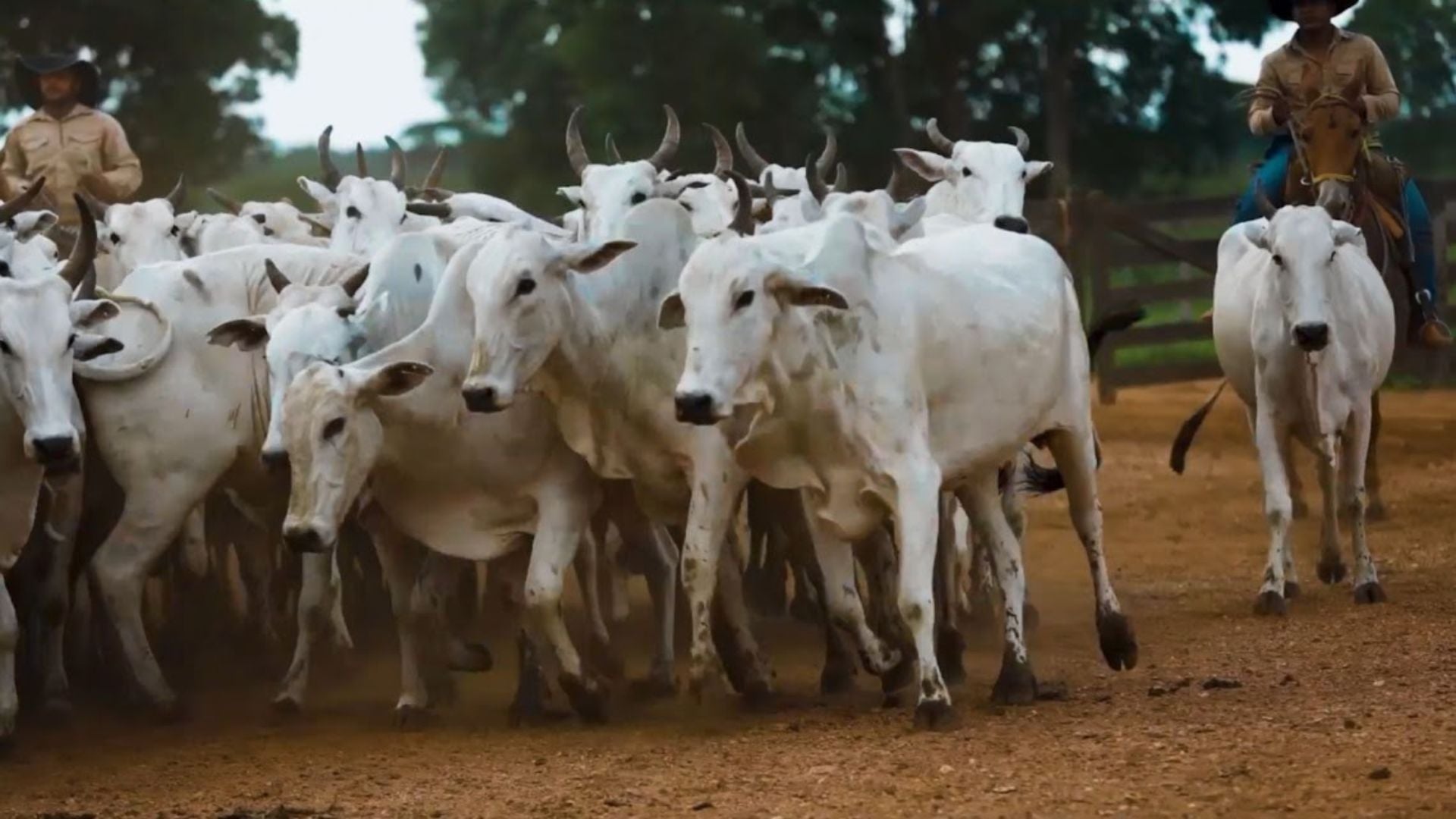 Gestão Na Pecuária: Três Camadas Para Antecipar Problemas - Imagem do artigo original