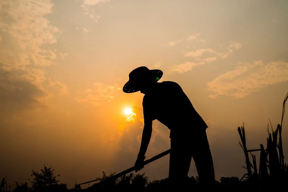 Agro Puxa Renda e Bate Recorde de Emprego, Aponta IBGE - Imagem do artigo original