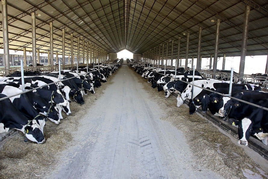 Embrapa Divulga Diretrizes Para Cortar Emissões na Produção de Leite - Imagem do artigo original