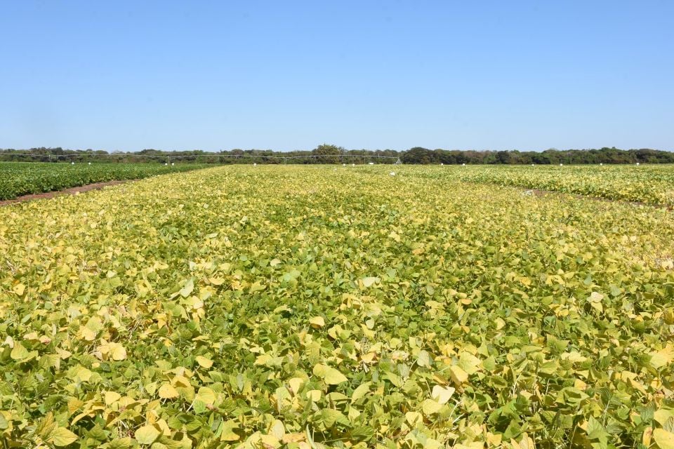 Embrapa Avança em Bioinsumo contra Fungos e para Plantas - Imagem do artigo original